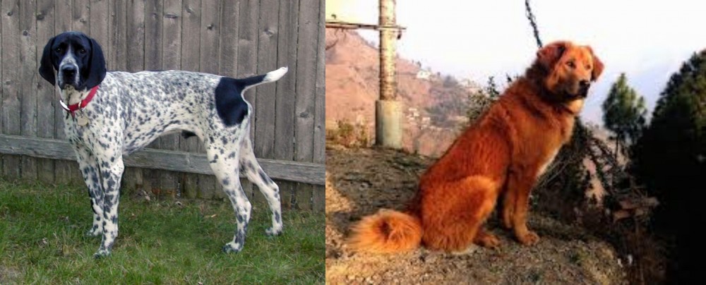Himalayan Sheepdog vs Braque d'Auvergne - Breed Comparison