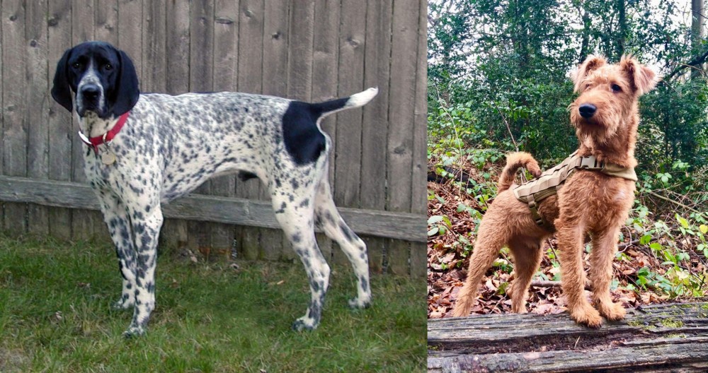 Irish Terrier vs Braque d'Auvergne - Breed Comparison