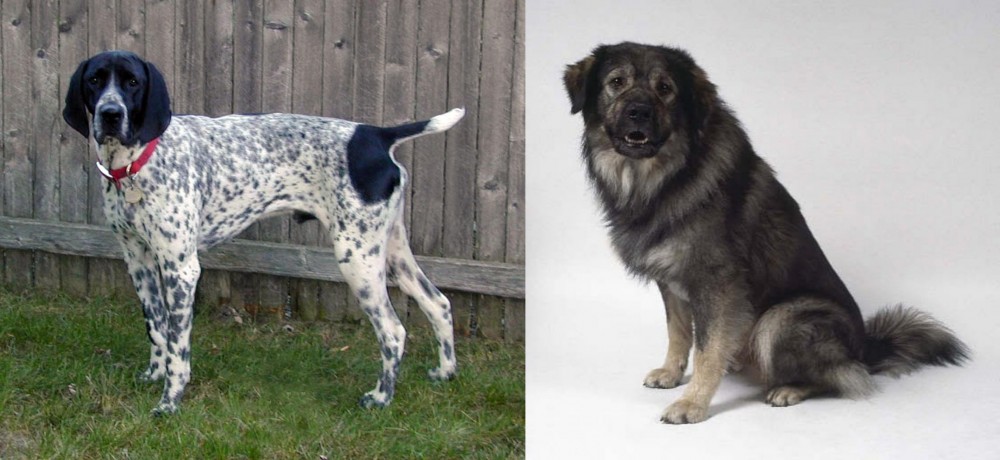 Istrian Sheepdog vs Braque d'Auvergne - Breed Comparison