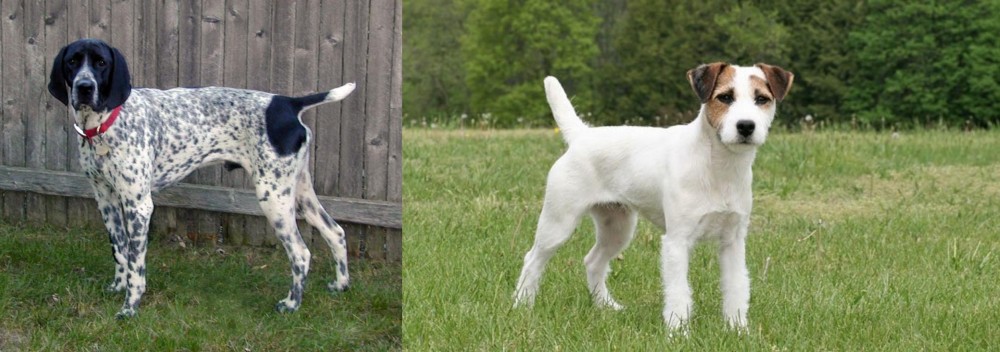 Jack Russell Terrier vs Braque d'Auvergne - Breed Comparison