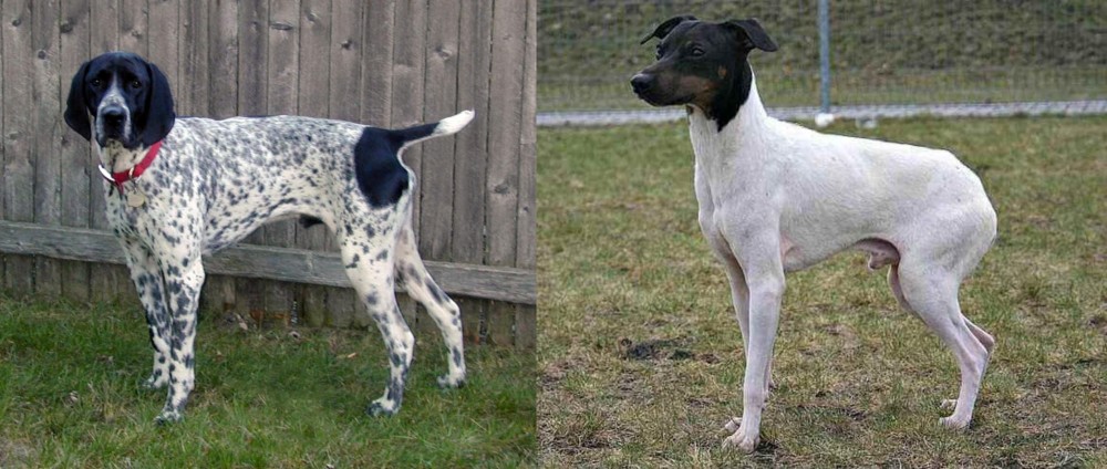 Japanese Terrier vs Braque d'Auvergne - Breed Comparison