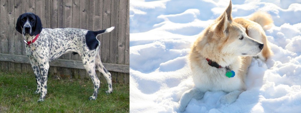 Labrador Husky vs Braque d'Auvergne - Breed Comparison
