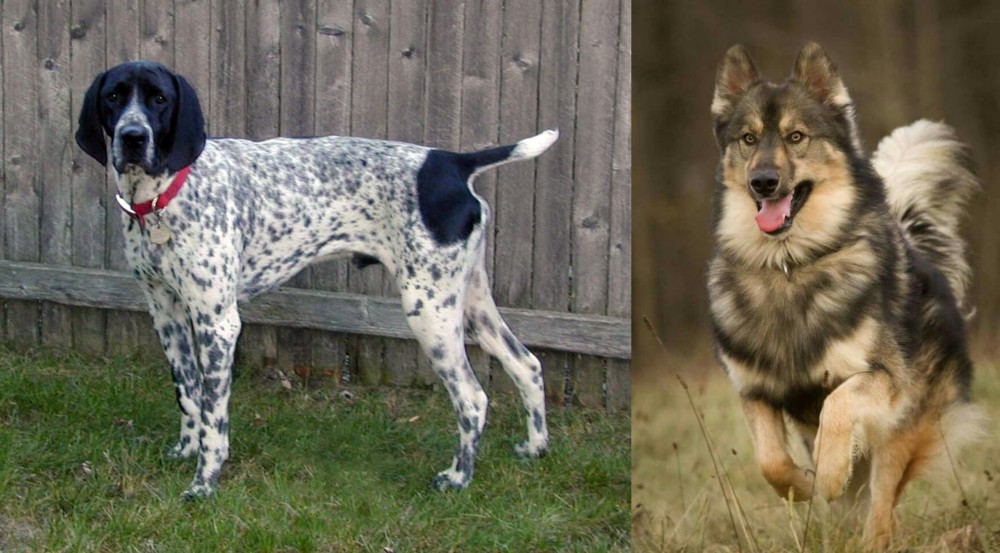 Native American Indian Dog vs Braque d'Auvergne - Breed Comparison