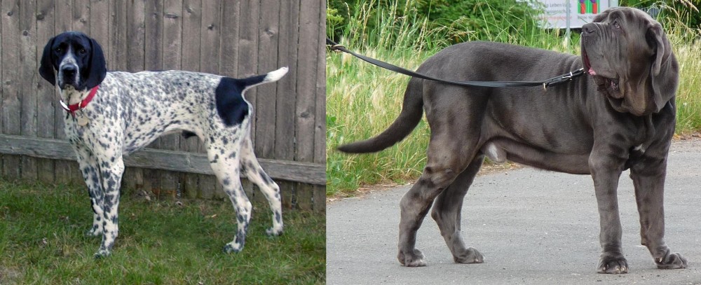 Neapolitan Mastiff vs Braque d'Auvergne - Breed Comparison