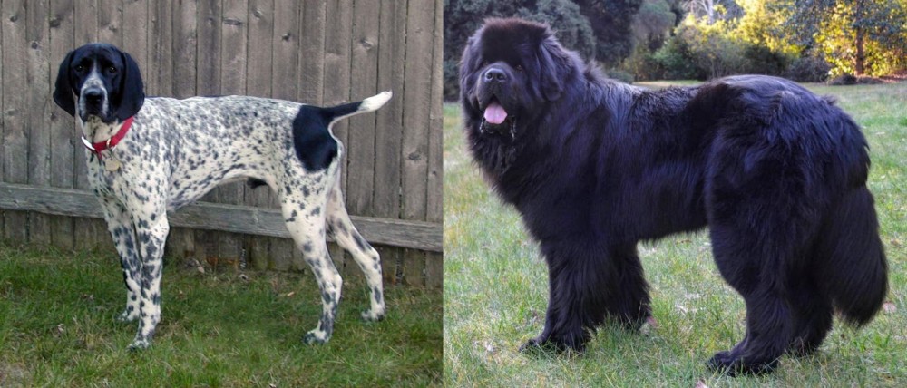 Newfoundland Dog vs Braque d'Auvergne - Breed Comparison