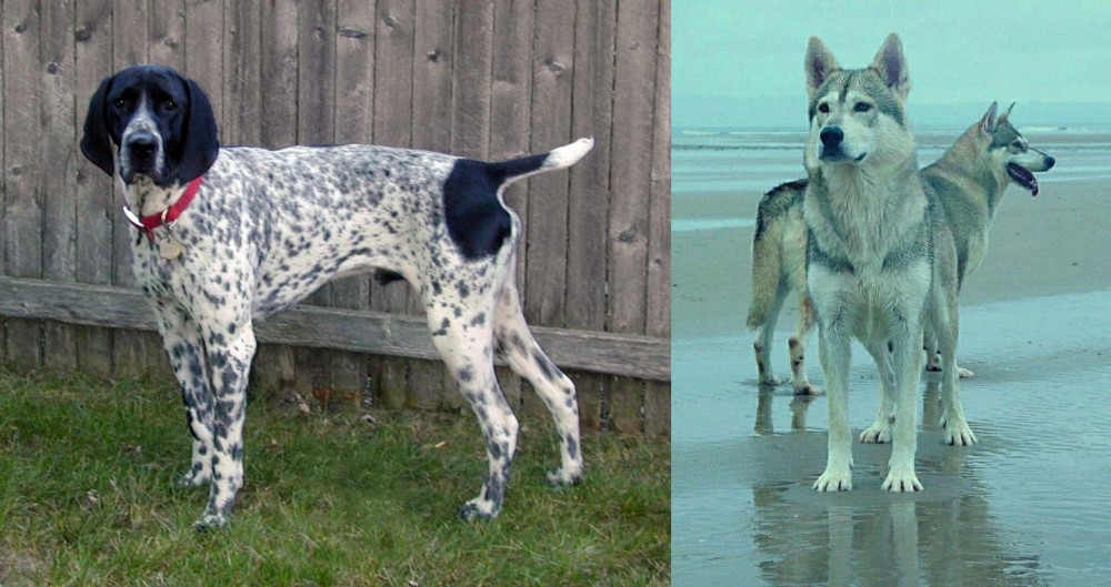 Northern Inuit Dog vs Braque d'Auvergne - Breed Comparison