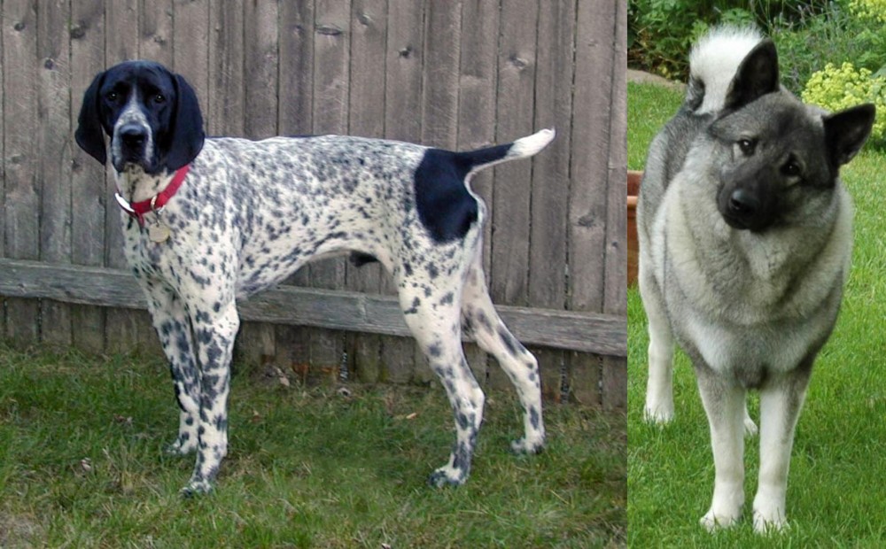 Norwegian Elkhound vs Braque d'Auvergne - Breed Comparison