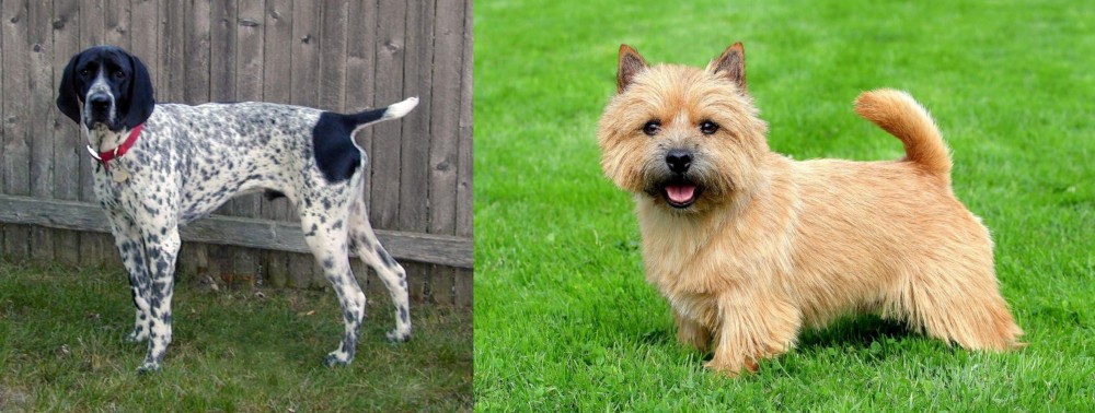 Norwich Terrier vs Braque d'Auvergne - Breed Comparison