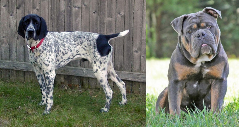Olde English Bulldogge vs Braque d'Auvergne - Breed Comparison
