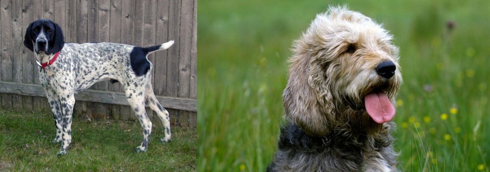 Otterhound vs Braque d'Auvergne - Breed Comparison