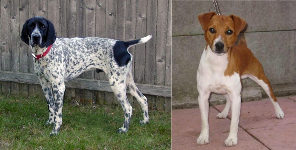 Plummer Terrier vs Braque d'Auvergne - Breed Comparison