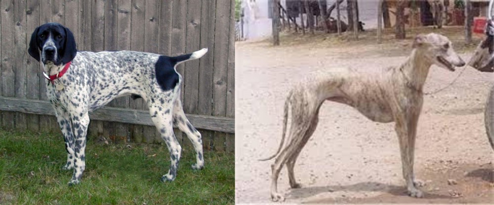 Rampur Greyhound vs Braque d'Auvergne - Breed Comparison