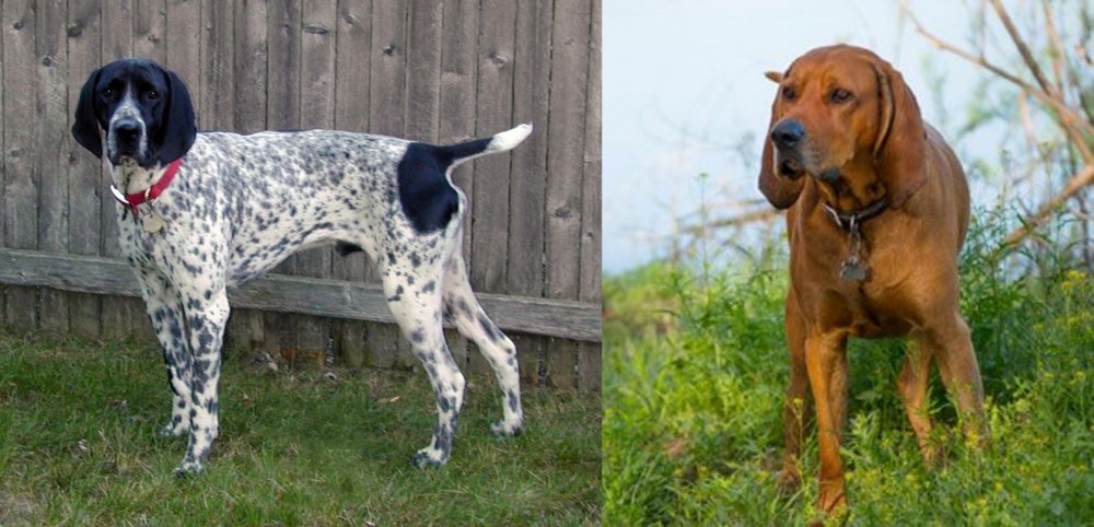 Redbone Coonhound vs Braque d'Auvergne - Breed Comparison