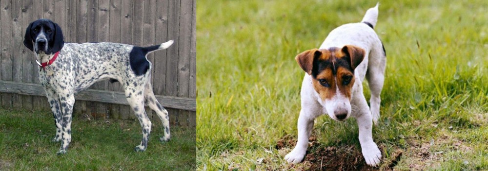 Russell Terrier vs Braque d'Auvergne - Breed Comparison