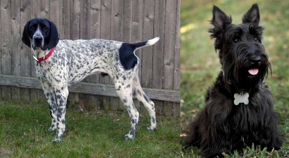 Scoland Terrier vs Braque d'Auvergne - Breed Comparison