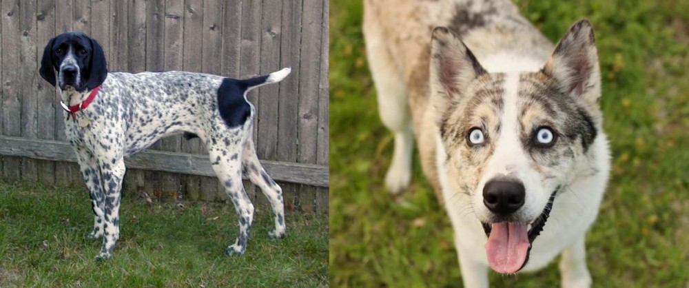 Shepherd Husky vs Braque d'Auvergne - Breed Comparison