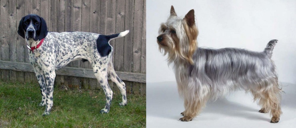 Silky Terrier vs Braque d'Auvergne - Breed Comparison