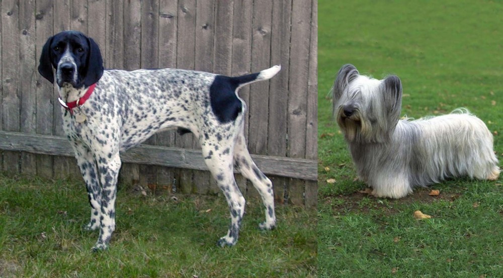 Skye Terrier vs Braque d'Auvergne - Breed Comparison
