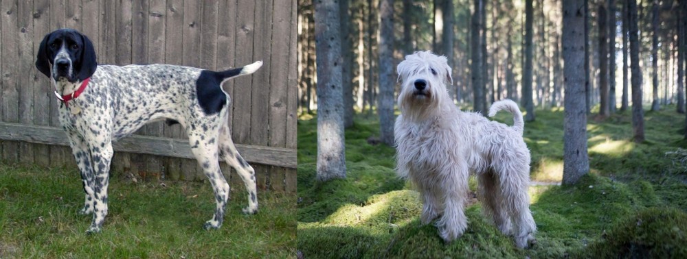 Soft-Coated Wheaten Terrier vs Braque d'Auvergne - Breed Comparison
