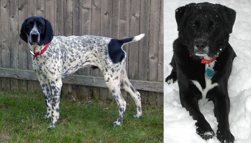 St. John's Water Dog vs Braque d'Auvergne - Breed Comparison