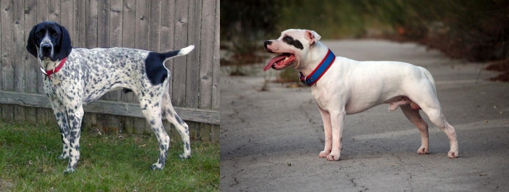 Staffordshire Bull Terrier vs Braque d'Auvergne - Breed Comparison