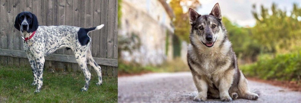 Swedish Vallhund vs Braque d'Auvergne - Breed Comparison