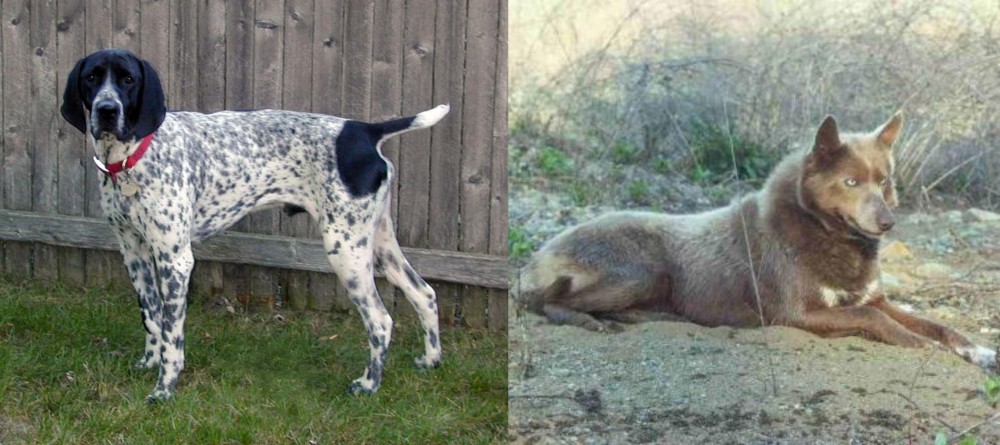 Tahltan Bear Dog vs Braque d'Auvergne - Breed Comparison