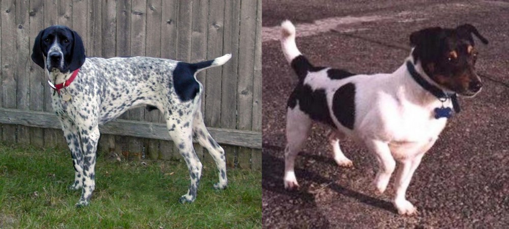 Teddy Roosevelt Terrier vs Braque d'Auvergne - Breed Comparison