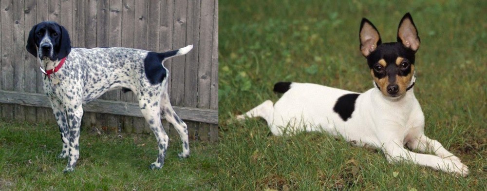 Toy Fox Terrier vs Braque d'Auvergne - Breed Comparison