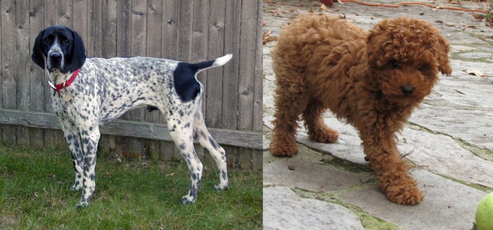 Toy Poodle vs Braque d'Auvergne - Breed Comparison