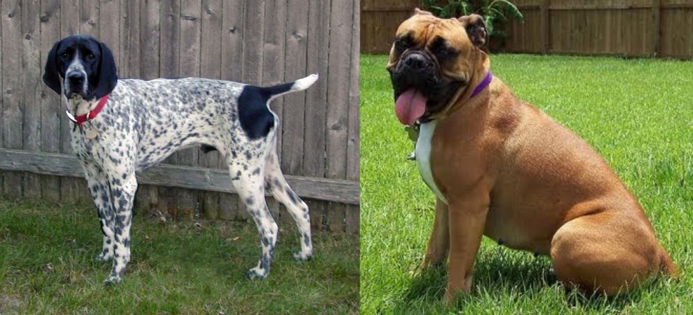 Valley Bulldog vs Braque d'Auvergne - Breed Comparison