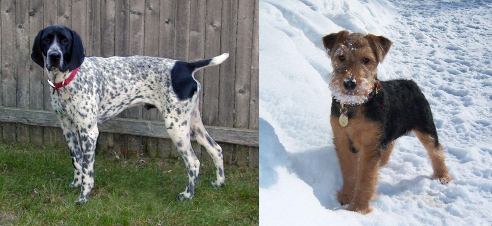 Welsh Terrier vs Braque d'Auvergne - Breed Comparison