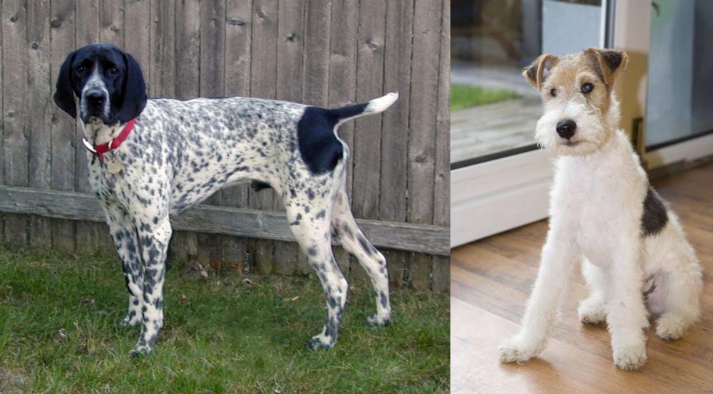 Wire Fox Terrier vs Braque d'Auvergne - Breed Comparison