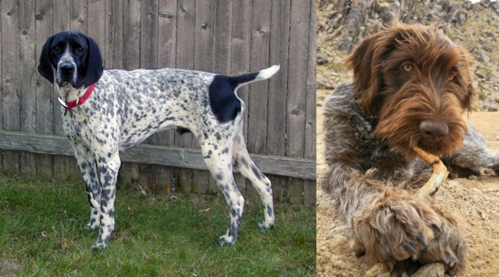 Wirehaired Pointing Griffon vs Braque d'Auvergne - Breed Comparison