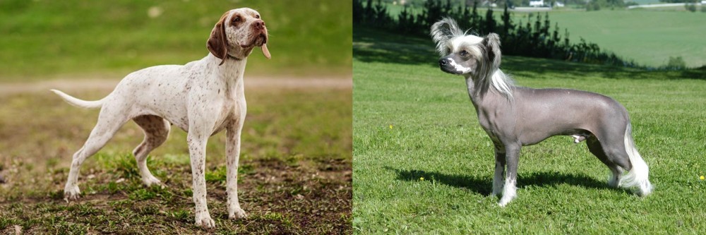Chinese Crested Dog vs Braque du Bourbonnais - Breed Comparison