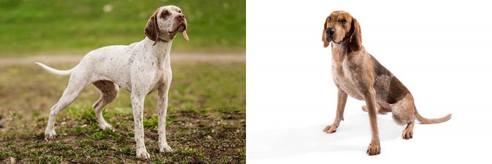 Coonhound vs Braque du Bourbonnais - Breed Comparison