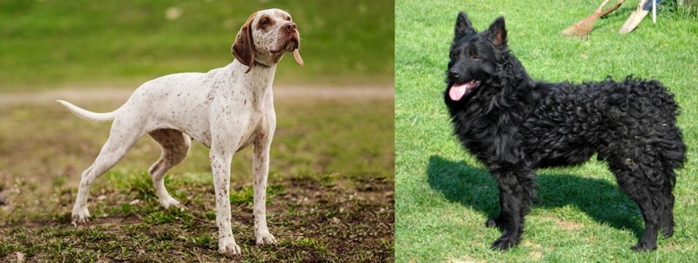 Croatian Sheepdog vs Braque du Bourbonnais - Breed Comparison