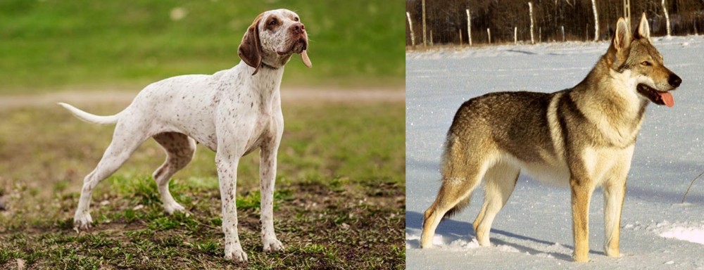 Czechoslovakian Wolfdog vs Braque du Bourbonnais - Breed Comparison