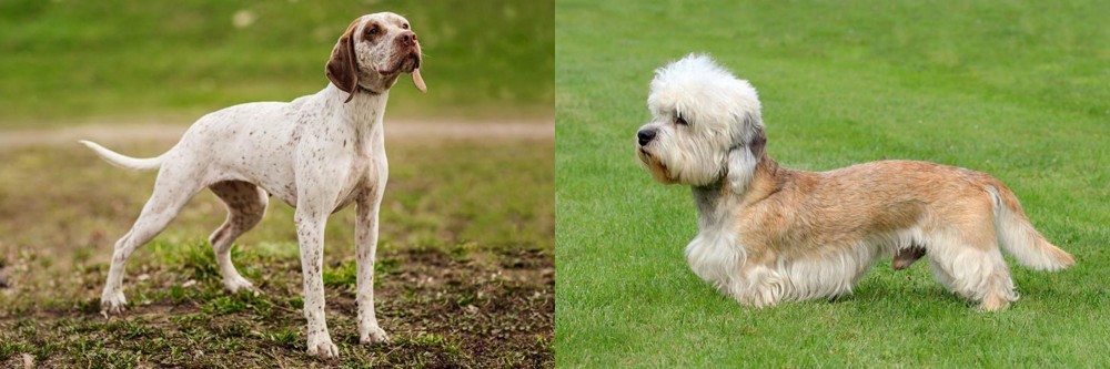 Dandie Dinmont Terrier vs Braque du Bourbonnais - Breed Comparison