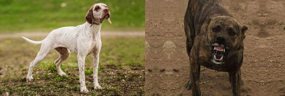 Dogo Sardesco vs Braque du Bourbonnais - Breed Comparison