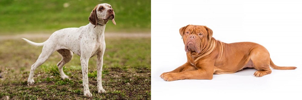 Dogue De Bordeaux vs Braque du Bourbonnais - Breed Comparison