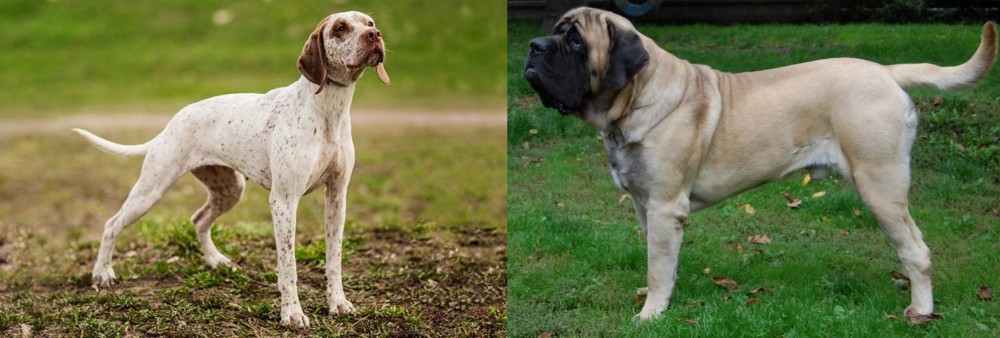 English Mastiff vs Braque du Bourbonnais - Breed Comparison
