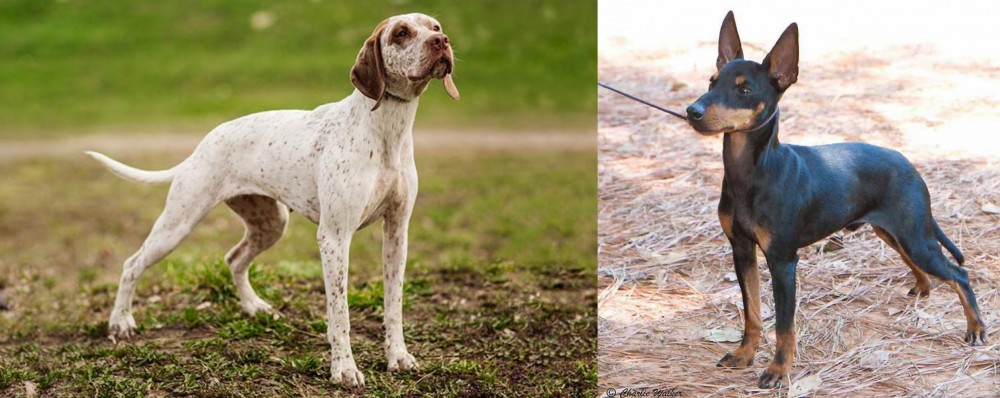 English Toy Terrier (Black & Tan) vs Braque du Bourbonnais - Breed Comparison