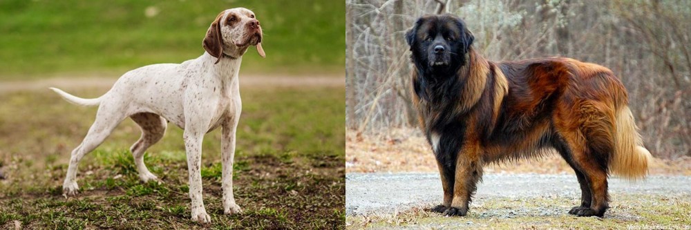 Estrela Mountain Dog vs Braque du Bourbonnais - Breed Comparison