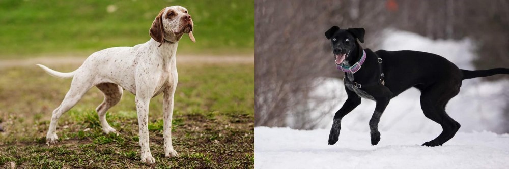 Eurohound vs Braque du Bourbonnais - Breed Comparison