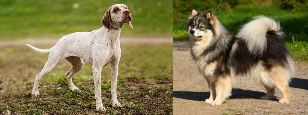 Finnish Lapphund vs Braque du Bourbonnais - Breed Comparison