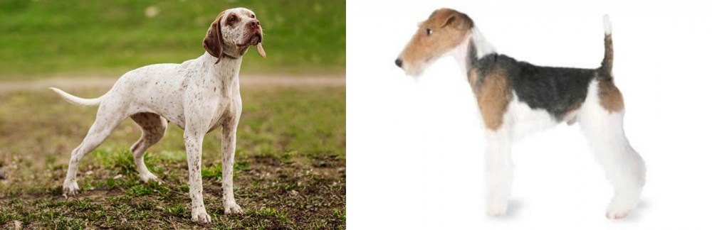 Fox Terrier vs Braque du Bourbonnais - Breed Comparison