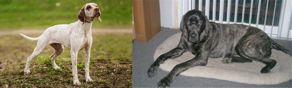 Giant Maso Mastiff vs Braque du Bourbonnais - Breed Comparison