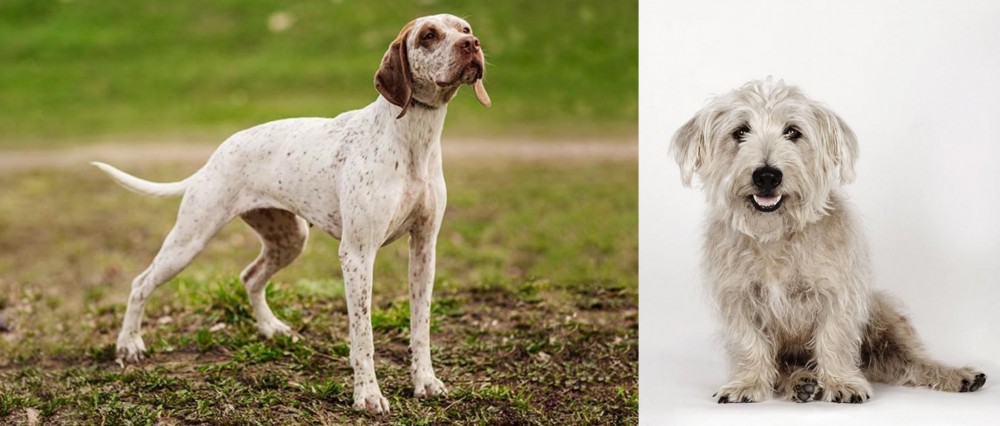 Glen of Imaal Terrier vs Braque du Bourbonnais - Breed Comparison