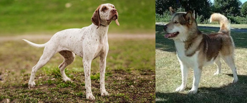 Greenland Dog vs Braque du Bourbonnais - Breed Comparison